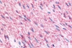 alpha-2C Adrenergic R/ADRA2C Antibody, Novus Biologicals 50 &mu;g; Unconjugated:Antibodies,